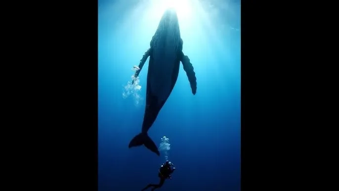 我的遗憾和你有关电影什么时候上映 - 深蓝星球：探索海洋深处的未知世界